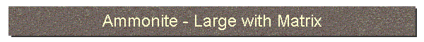 Ammonite - Large with Matrix